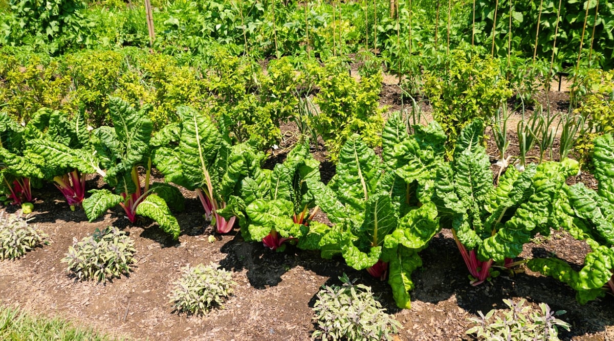 A vibrant row of chard plants basking in the sun's warmth, showcasing their purple stems and lush green leaves. Alongside the chard, diverse rows of other plants thrive, each displaying unique shapes, sizes, and shades.
