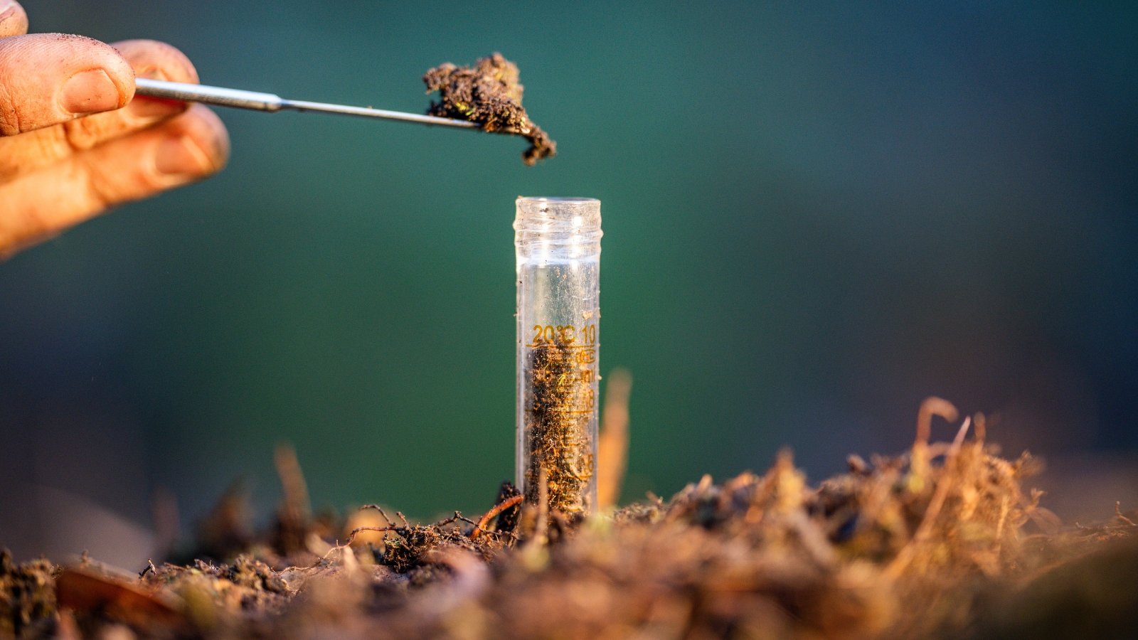 Close-up of a gardener's hand adding fresh, loose soil to a glass test tube.