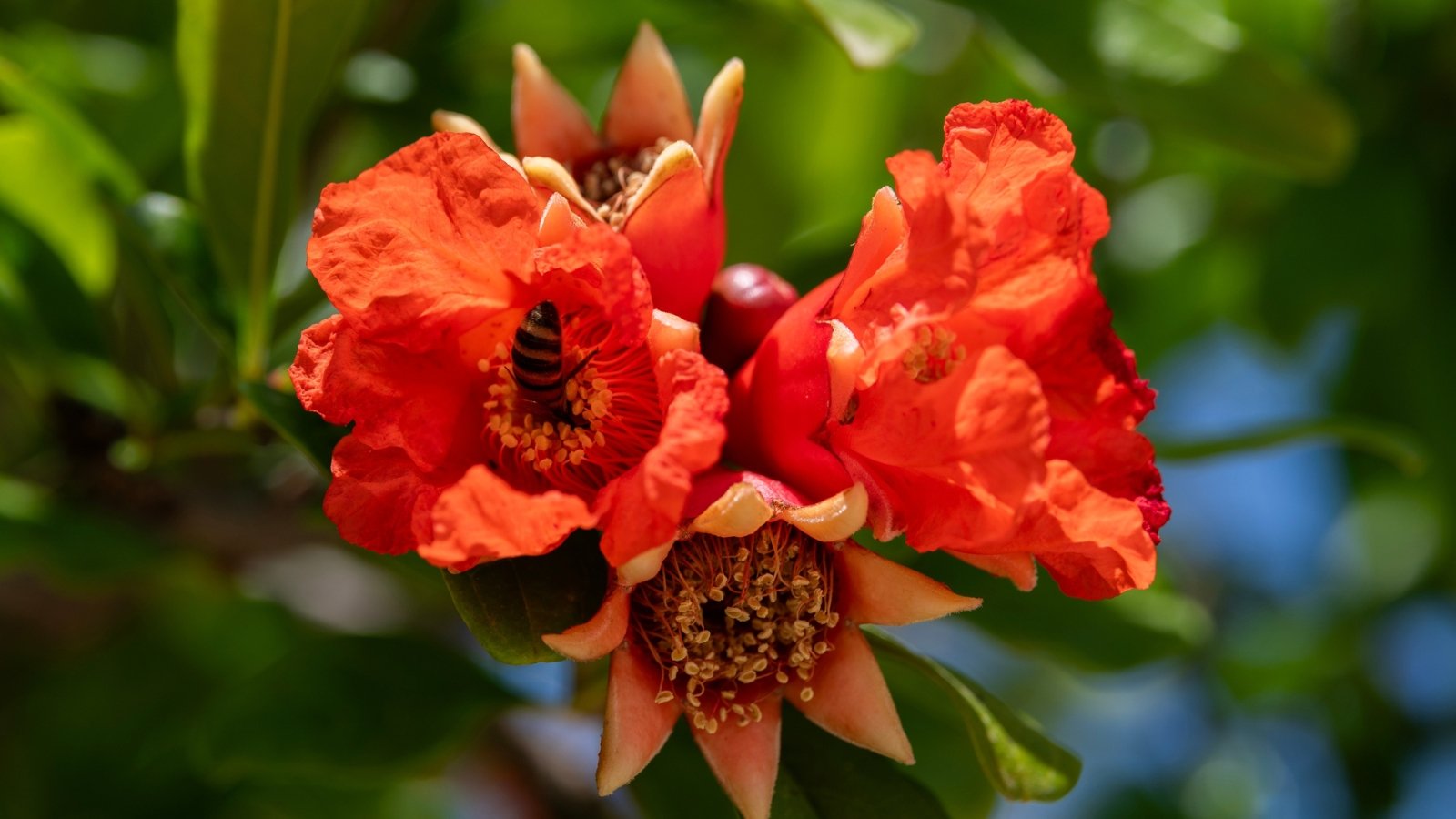 A honey bee is nestled inside a vibrant red pomegranate blossom.
