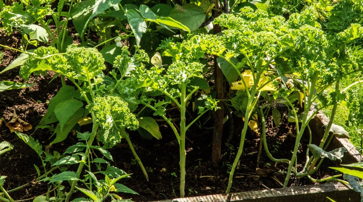 Lush green plants, bathed in the warm sunlight, thrive in a garden, their leaves radiating a vibrant energy. Rooted in nutrient-rich brown soil, they stand as a testament to the beauty of nature's growth and vitality.
