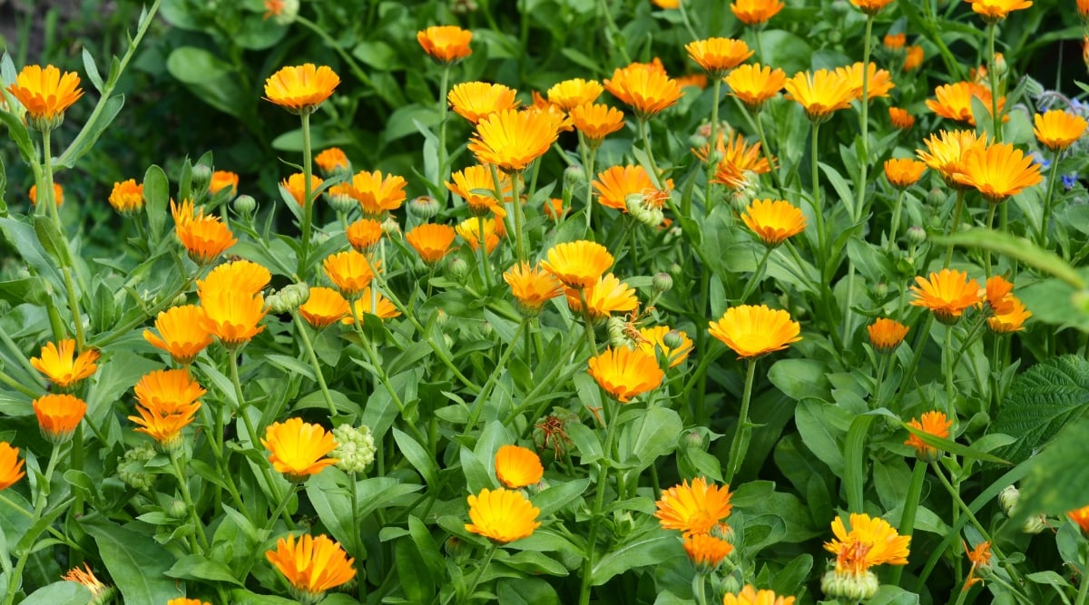 A vibrant display of calendula flowers in shades of brilliant yellow, creating a sea of cheerful blossoms. The healthy plants boast abundant foliage, enhancing the allure of the thriving floral scene.
