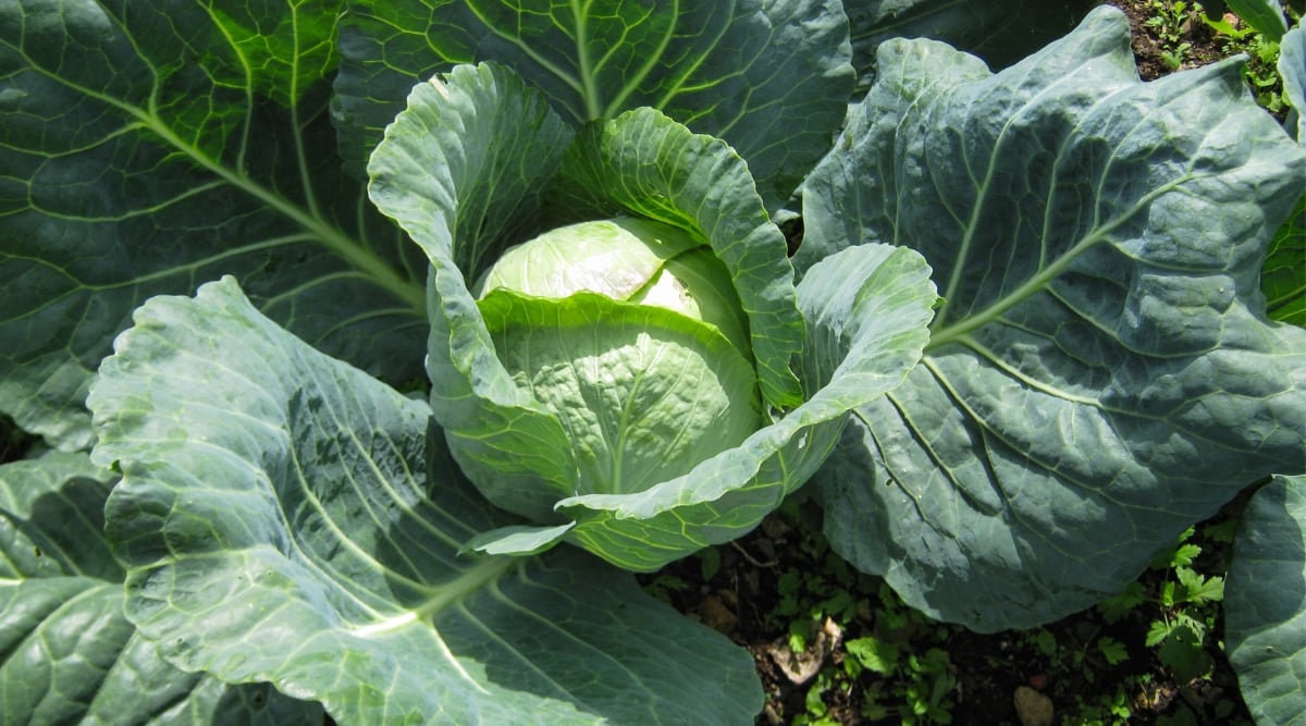 A vibrant green cabbage with lush leaves basking in the warm, golden sunlight, displaying its robust health and vitality. The cabbage's densely packed leaves create a textured and layered surface, capturing the intricate beauty of nature's design.