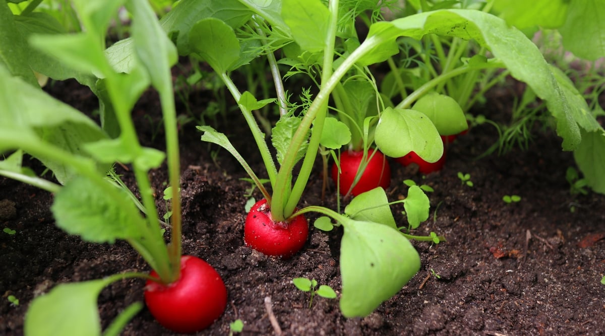 A row of vibrant red radishes emerges from the rich, dark brown soil, showcasing their fresh and earthy appeal. Lush green leaves of sizable radishes reach out, adding a burst of color and texture to the scene.