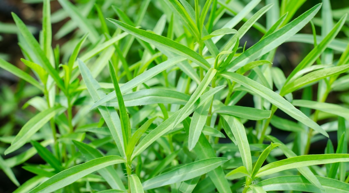 Tarragon's slender leaves capture sunlight, displaying shades of green that hint at their flavor potency. Bunched together, they create a textured tapestry, promising a burst of herbal goodness to elevate gastronomic creations.