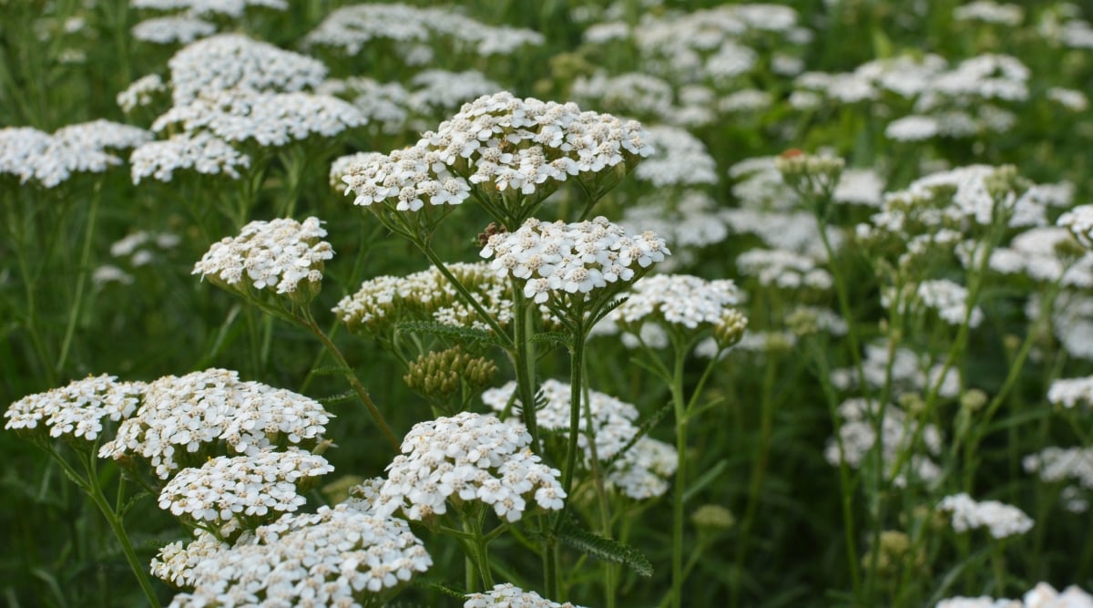 Clusters of delicate white yarrow flowers stand tall, creating a soothing natural display. Long, slender green stems provide graceful support to the clusters of white yarrow blossoms, making them appear as if floating on the breeze.