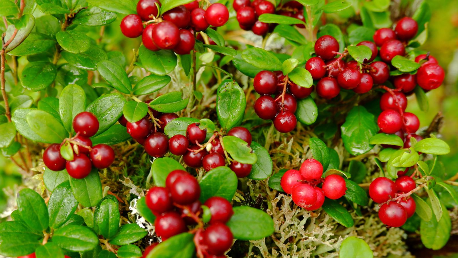 A focused shot of granite red berries showcasing its deep red hue and vivid green leaves in an area outdoors