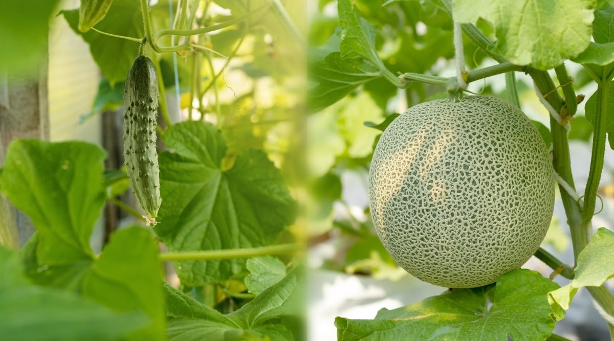 Combined two images of growing cucumbers and melons in the garden. Cucumbers are climbing plants with long hanging stems and large leaves. The leaves are large, rough texture, heart-shaped, dark green. Cucumber plants produce cylindrical, oblong fruits with a thin, waxy, dark green skin and light pimples. Melons are hanging or climbing plants with large green lobed leaves. The plant produces large, round fruits with a rough, textured, pale green skin.