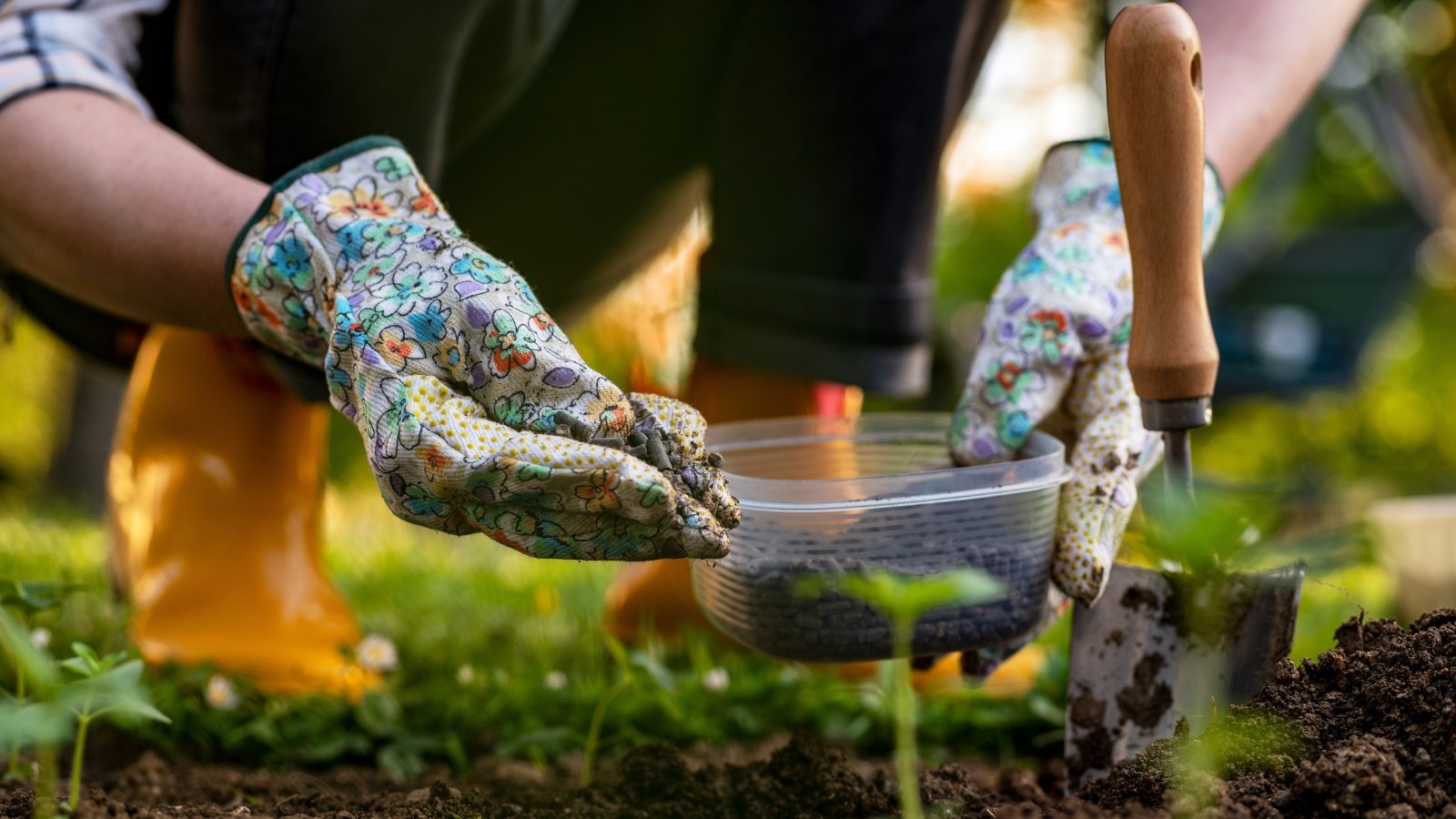 A pair of garden gloves holds a scoop of organic fertilizer, sprinkling it onto dark, rich soil. The surrounding plants and soil are prepared for the nutrients, and the vibrant green grass peeks in from the background.