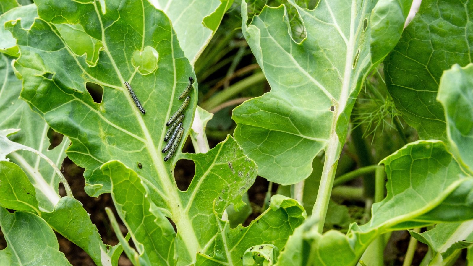 Close-up of cabbage worms, small green caterpillars with subtle stripes, feeding on cabbage leaves, causing irregular holes and damage to the green foliage.
