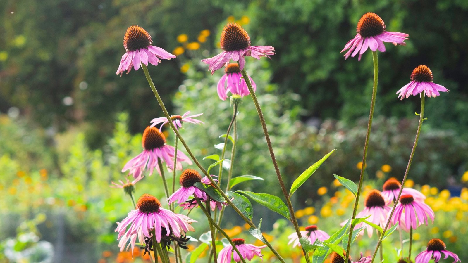 Echinacea purpurea showcases large, daisy-like flowers with purple petals and prominent, spiky, orange-brown centers, along with lance-shaped, dark green leaves.