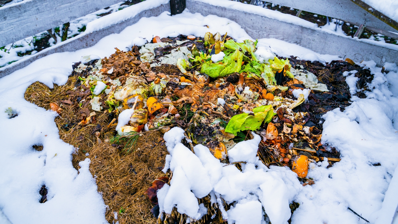 A heap of organic material covered with a thin layer of snow, showing dark, decomposed matter underneath.