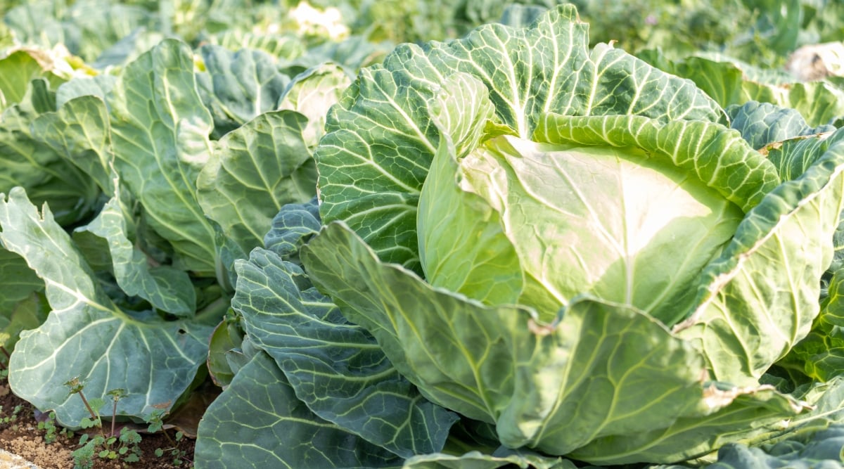 An abundance of cabbages fills the backdrop, their forms a blur of verdant potential. In the foreground, a single cabbage flourishes, its veiny leaves capturing the essence of vitality and renewal.