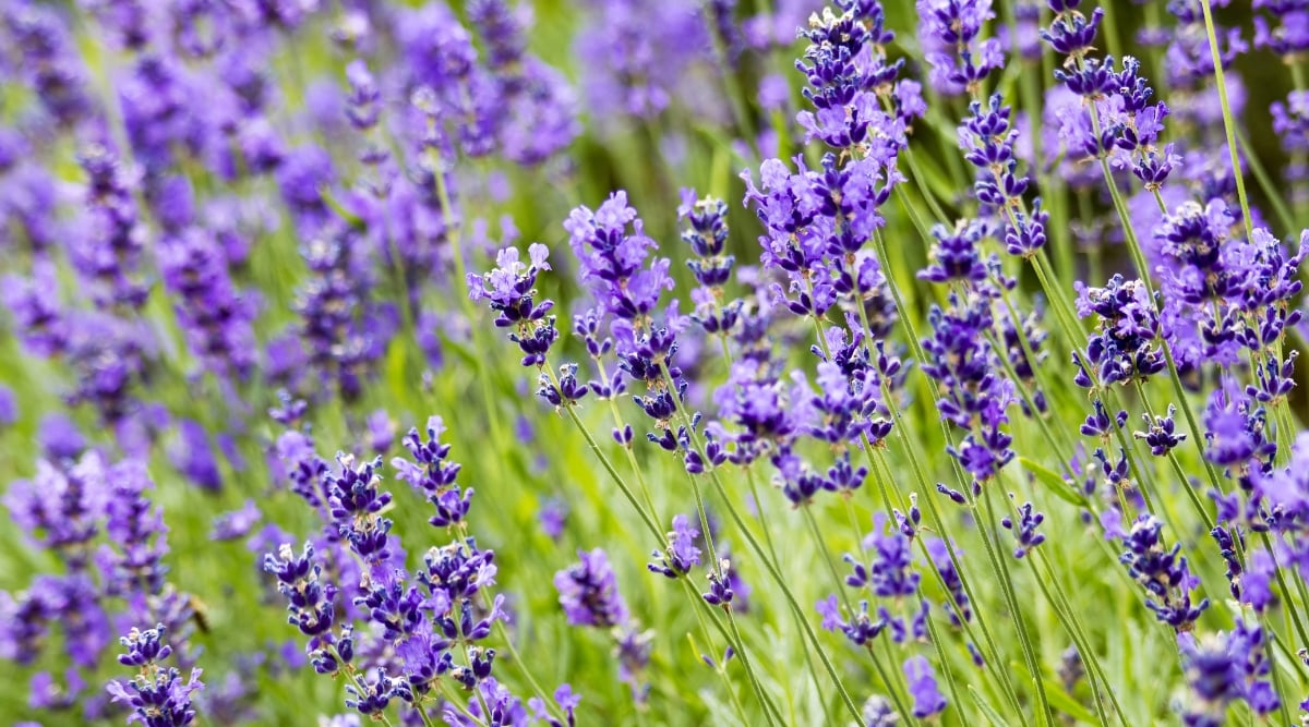 A beautiful display of lavender flowers in full bloom, gently swaying in the breeze, creating a soothing and picturesque scene. The elongated green stems support the abundant slender lavender blooms.