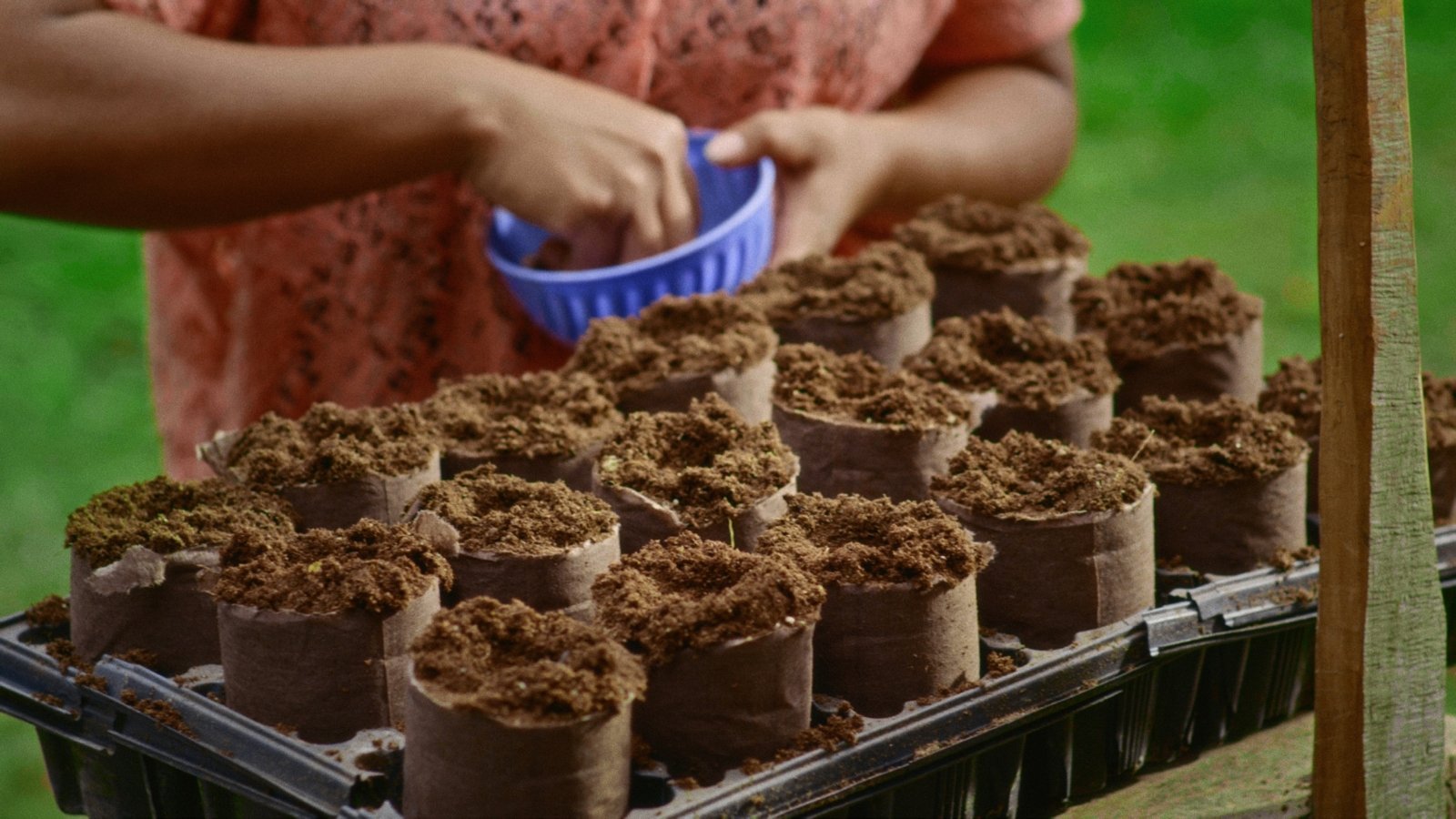 A tray of small peat pots contains delicate seedlings emerging from rich soil. The tiny plants have just sprouted, with thin green stems and small leaves, while hands work in the background, preparing more pots.