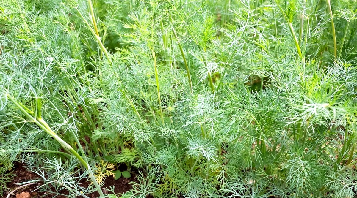 Close-up of a growing dill in the garden. Dill plants have thin, hollow stems with finely divided leaves. The leaves are bright green, feathery and soft, reminiscent of tender ferns. They grow alternately along the stem.