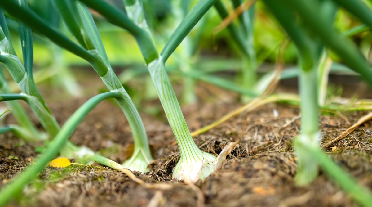 Close-up of a growing onion in the garden. Onion plants have a unique structure, consisting of underground bulbs and above-ground leaves. Onion leaves are long, narrow and tubular, resembling green hollow tubes. They emerge from the top of the bulb and grow upward. The bulb consists of concentric layers of fleshy, densely packed leaves.