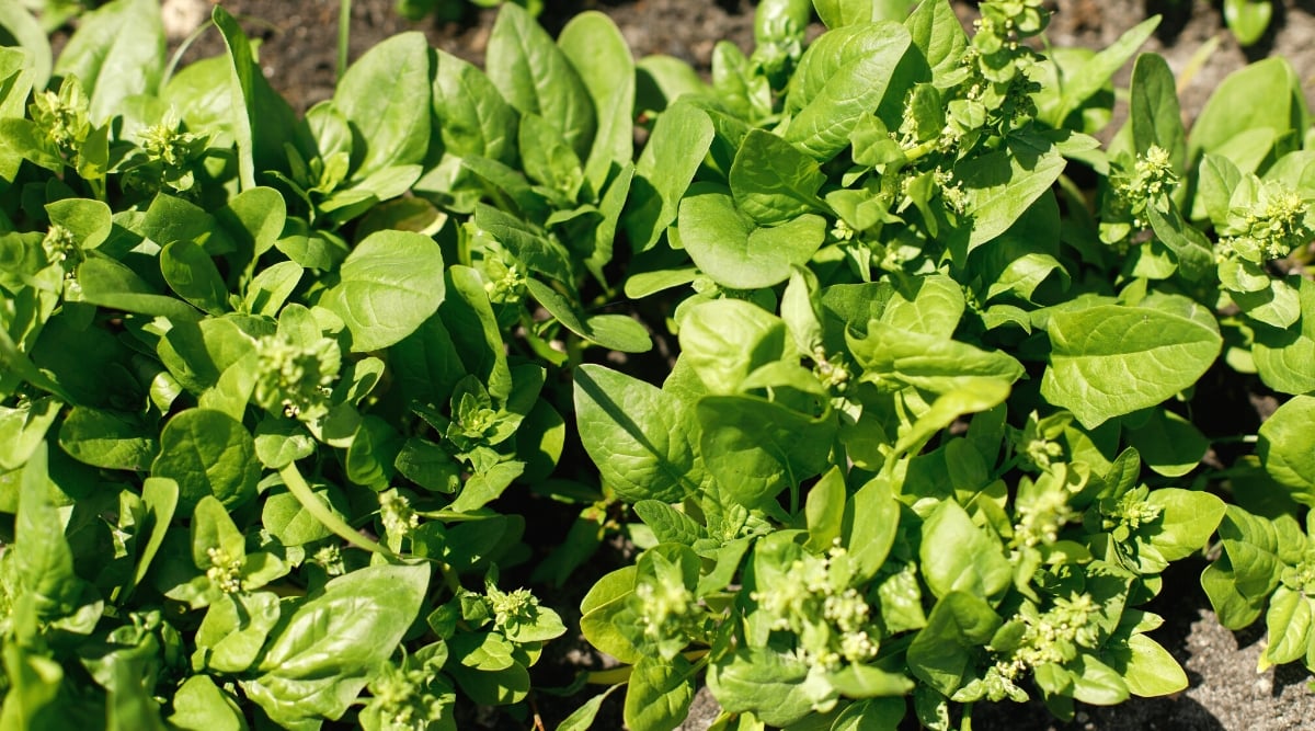 Close-up of growing spinach plants in a sunny garden. Spinach has a rosette growth habit with dark green succulent leaves that form a cluster at the base. The leaves are bright green, tender, flat, with a slightly wrinkled texture. Spinach plants produce small, inconspicuous flowers. They are green and grow on tall thin stems called inflorescences.