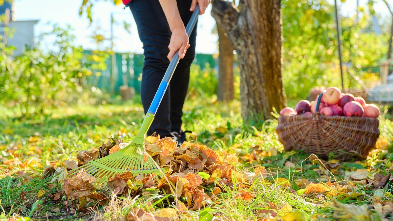 Close-up of a woman raking dry, orange autumn leaves in an orchard under an apple tree, next to a large wicker basket filled with freshly picked ripe apples.
