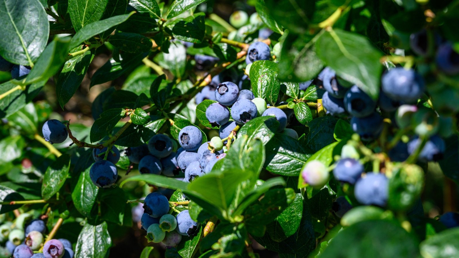 A cluster of plump, ripe blueberries glistens with purple hues, promising bursts of sweetness. Surrounding them, vibrant green leaves stretch out, offering contrast and freshness to the scene. Bathed in sunlight, they seem to gleam with natural vitality and ripeness.