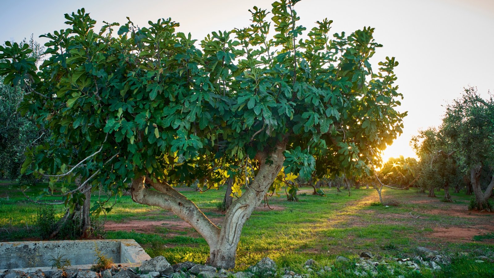 A sunlit orchard with sprawling plants casting soft shadows on the ground.