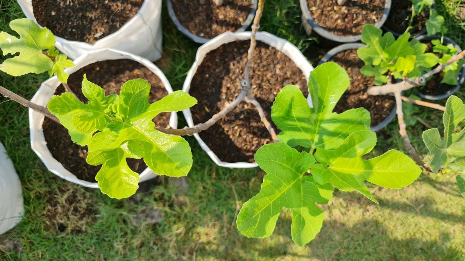 A cluster of young plants with bright green leaves is nestled in white pots filled with soil.