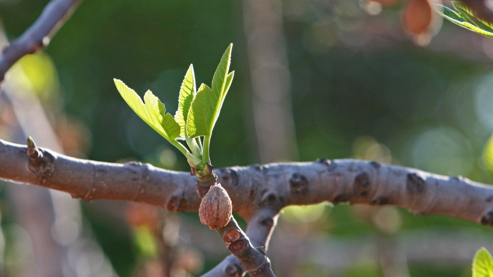 Branches bearing small green fruits and tender leaves are pictured up close against a blurred background.