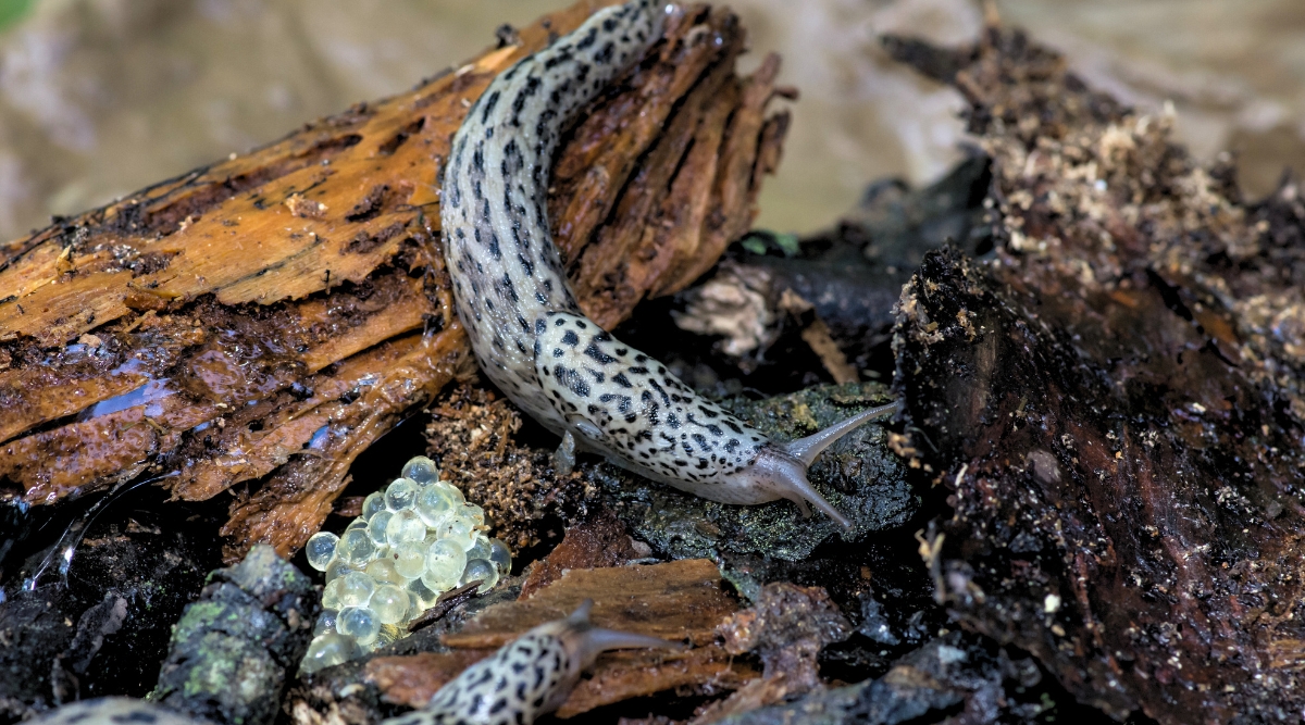 A bunch of slimy mollusks with leopard patterned skin, using tree barks as their house, where they also keep their almost transparent eggs.