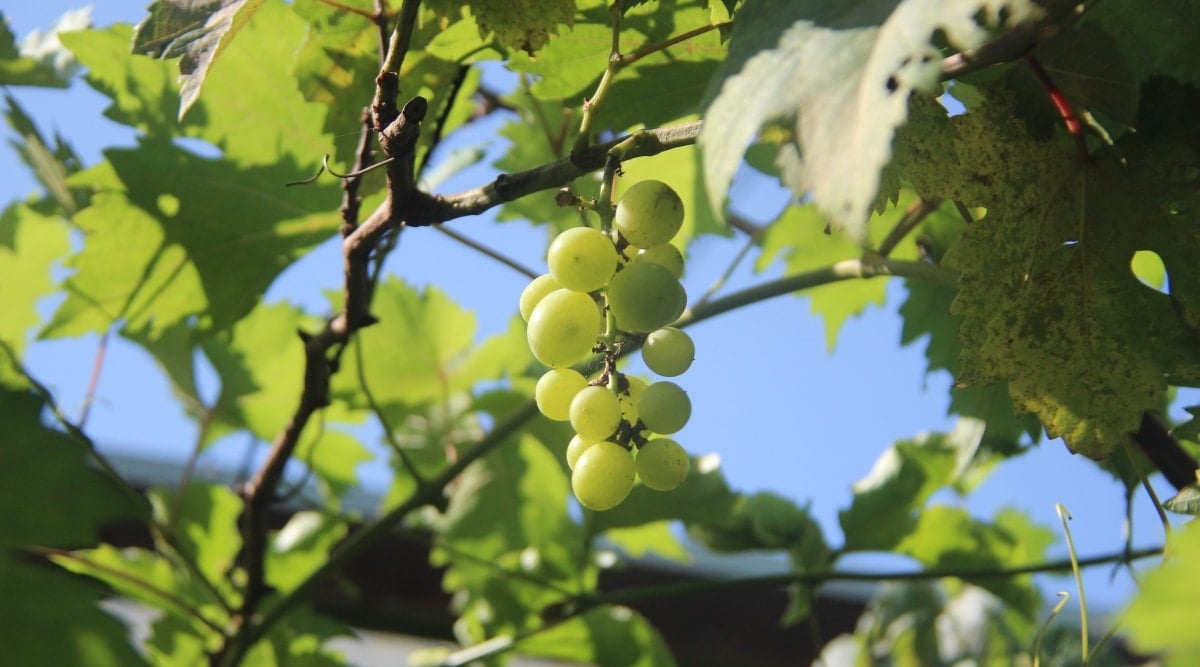 Close up of a bunch of round green fruits growing from a dark green vine against a bright blue sky. The leaves are large with serrated edges. 