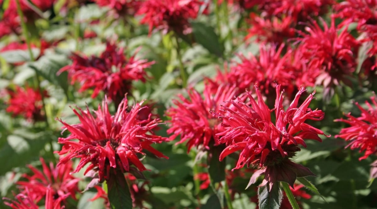 Close-up of many pink, tubular blooms, each of which is supported by a whorl of leafy bracts. The plant's thin, hairy, green leaves are also shown.