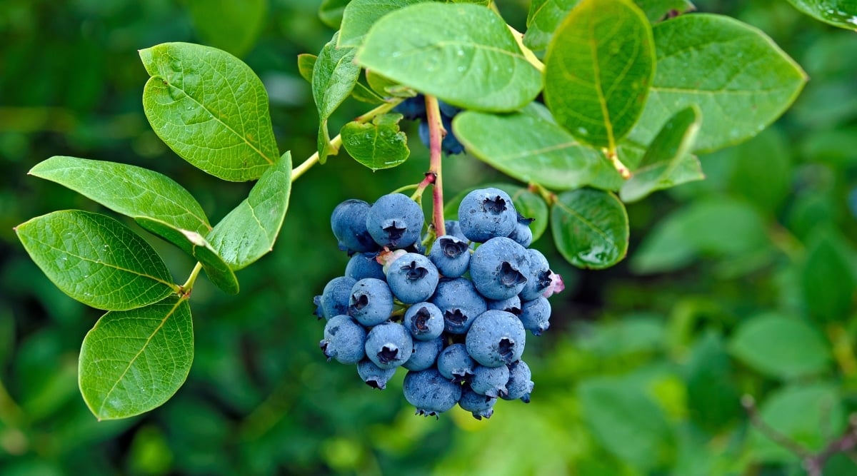 A close-up of a group of tiny, rounded, blueberries on a thin, fleshy stalk. It features simple, elliptical, green leaves that are alternately placed across the dotted stems.