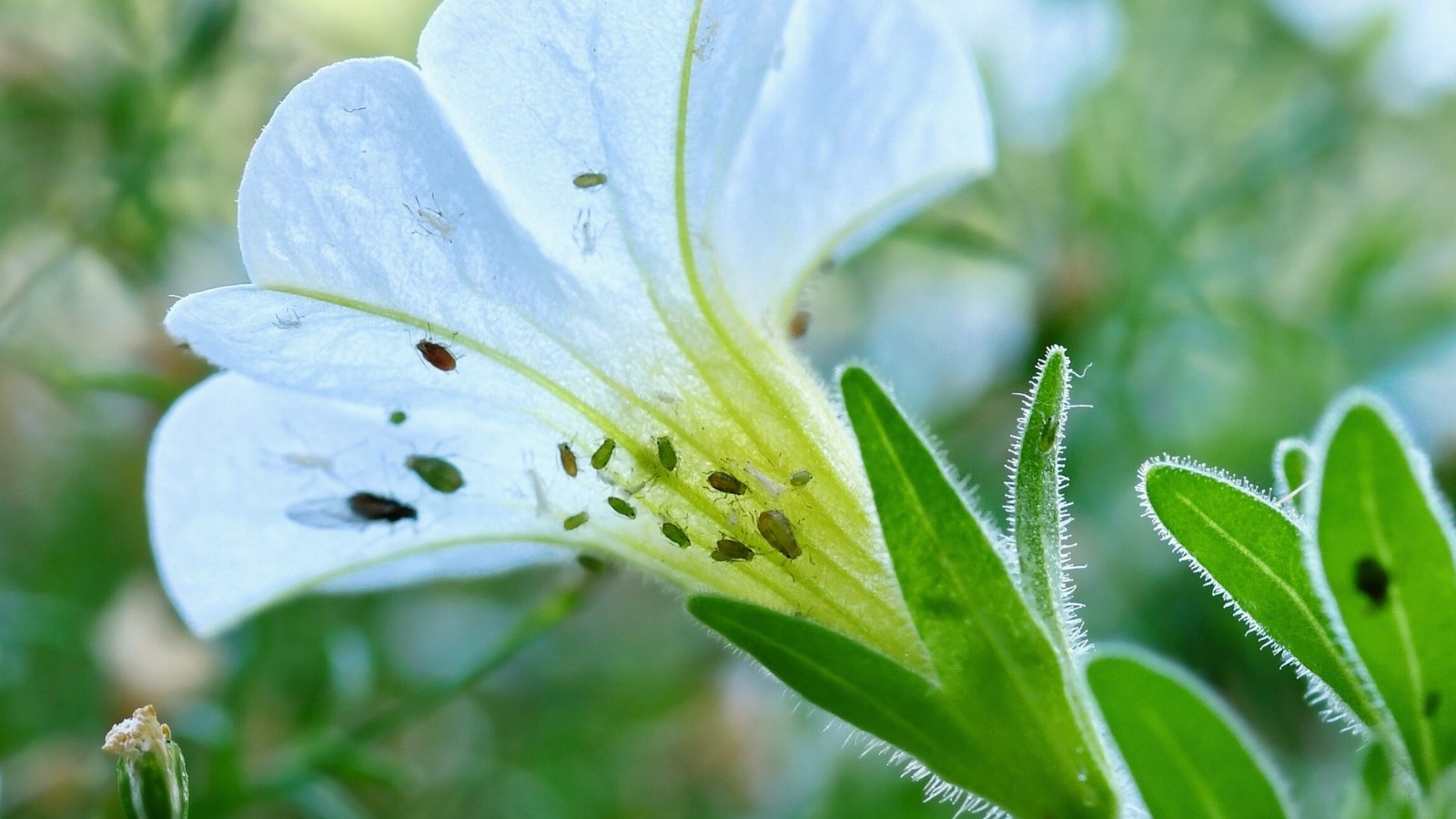 Close-up of a white petunia flower infested with small green aphids on the underside of the bud.