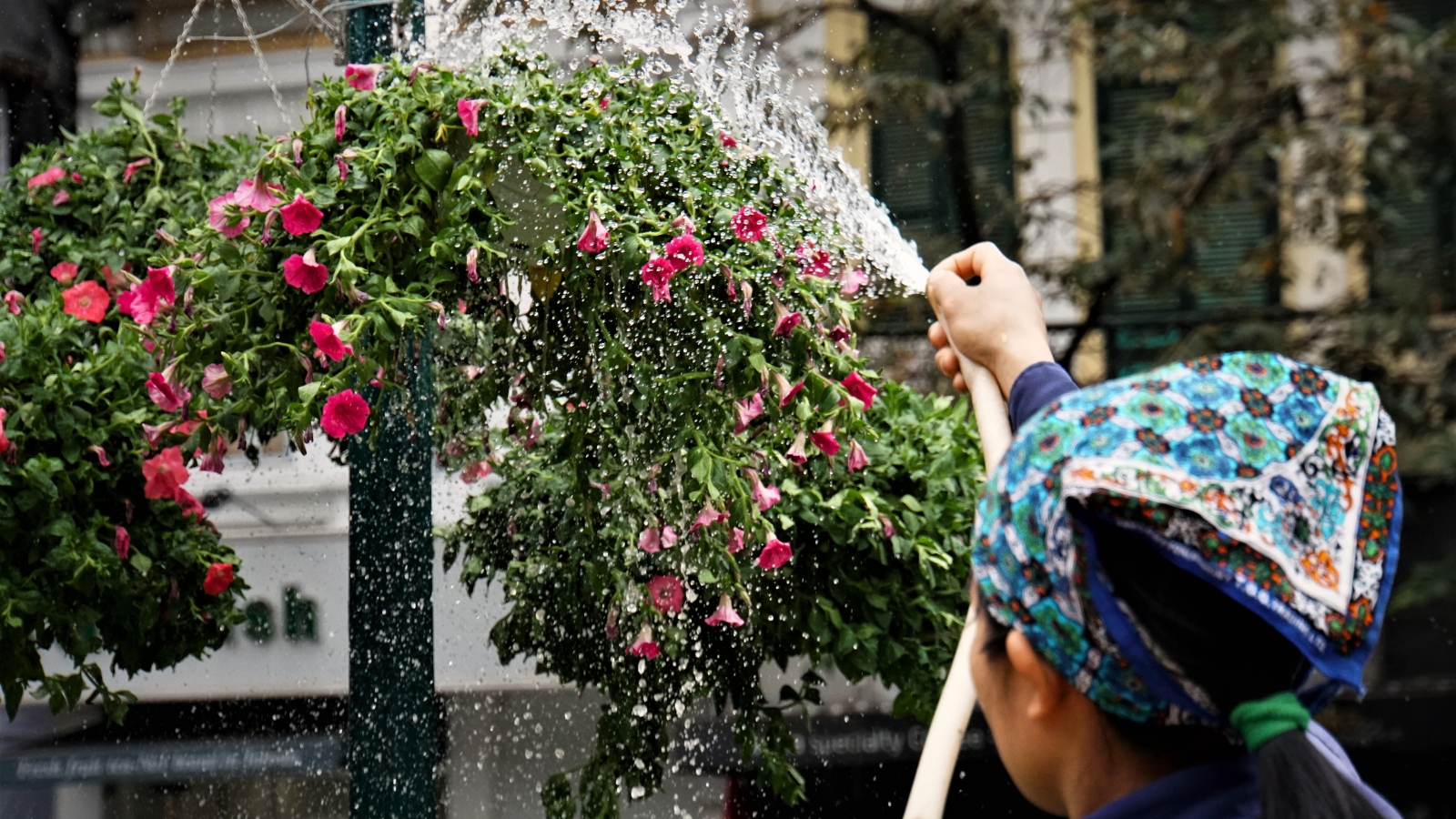 Close-up of a female gardener in a multi-colored headscarf sprays blooming pink petunias from a hose with strong pressure to wash away aphids.