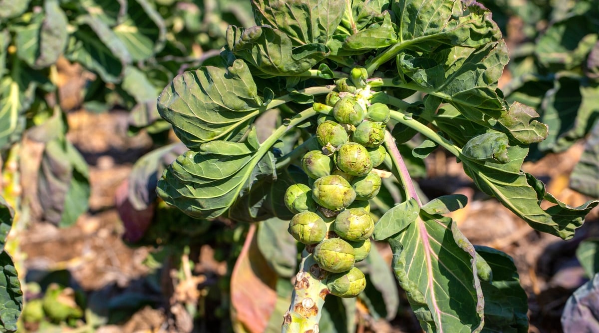 Close-up of a growing Brussels sprouts plant in a sunny garden. The plant has large, dark green, similar to kale. They grow small, round, compact sprouts that are green in color and resemble miniature cabbages. The sprouts grow in groups along the length of a tall, thick stem, and the leaves emerge from the stem in a rosette shape.