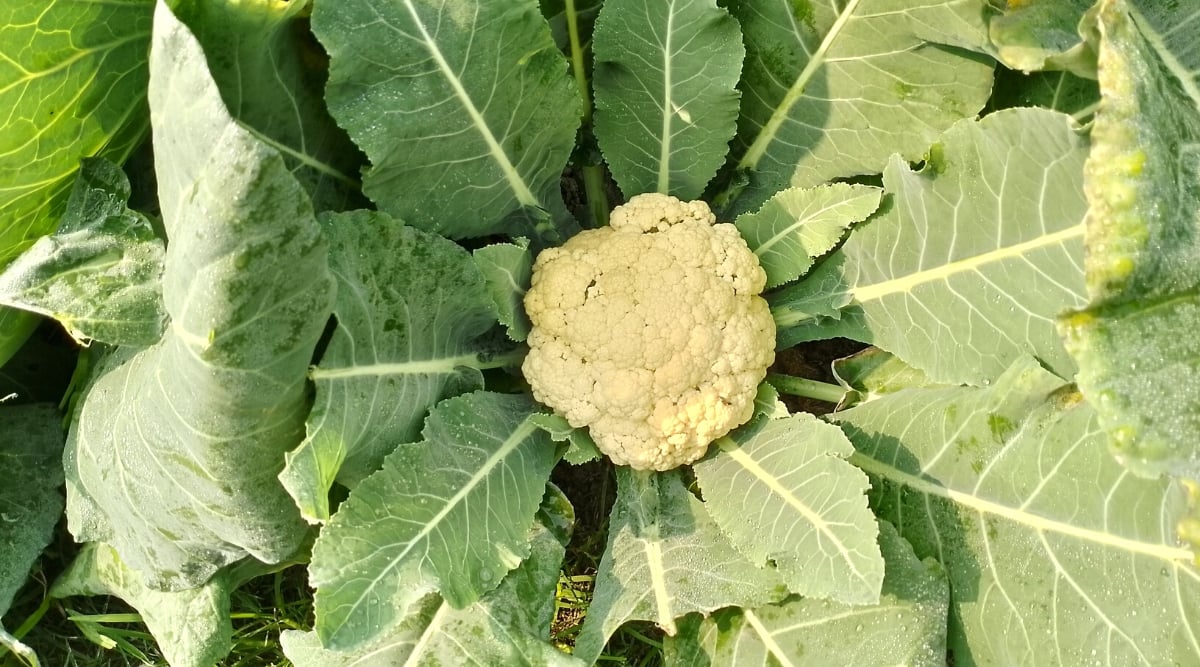 Top view, close-up of a growing cauliflower in the garden. Cauliflower has large green leaves similar to those of broccoli and white cabbage and an edible compact dense head of undeveloped creamy white flower buds.