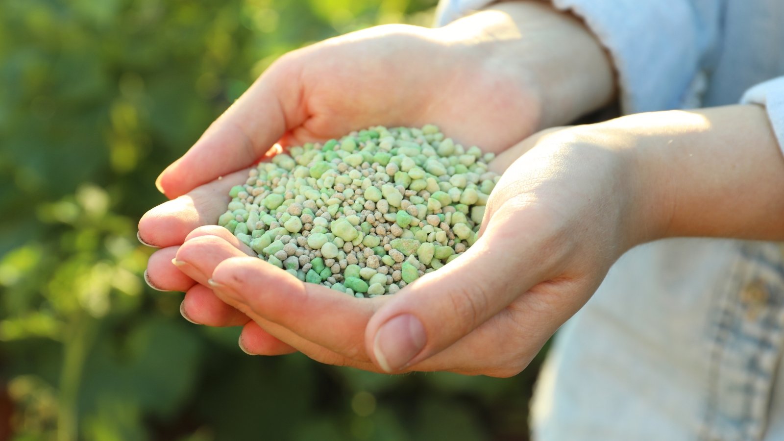 Close-up of a woman holding a bunch of green granular fertilizers in the garden.