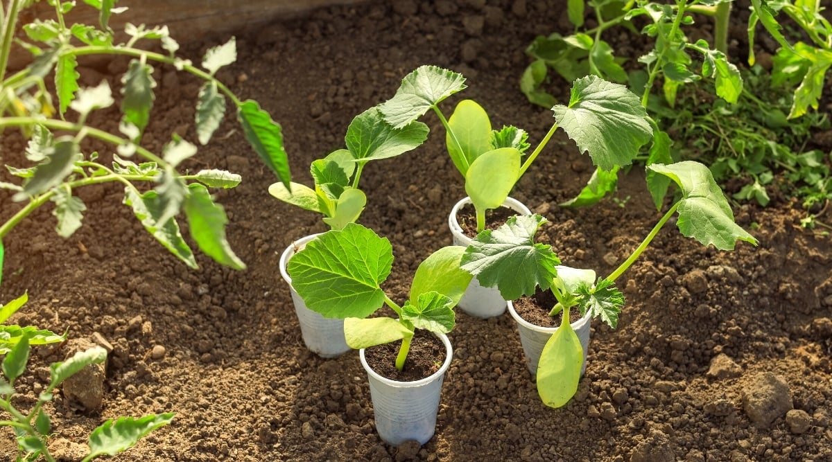 Close-up of zucchini seedlings in white plastic pots in a garden bed next to growing tomatoes. Zucchini seedlings have pale green hairy stems and several pairs of rounded, smooth-edged, serrated, and palmately lobed leaves.