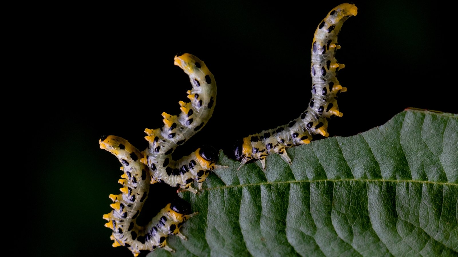 Three gray sawfly larvae with distinctive black spots and yellow legs consuming a leaf.