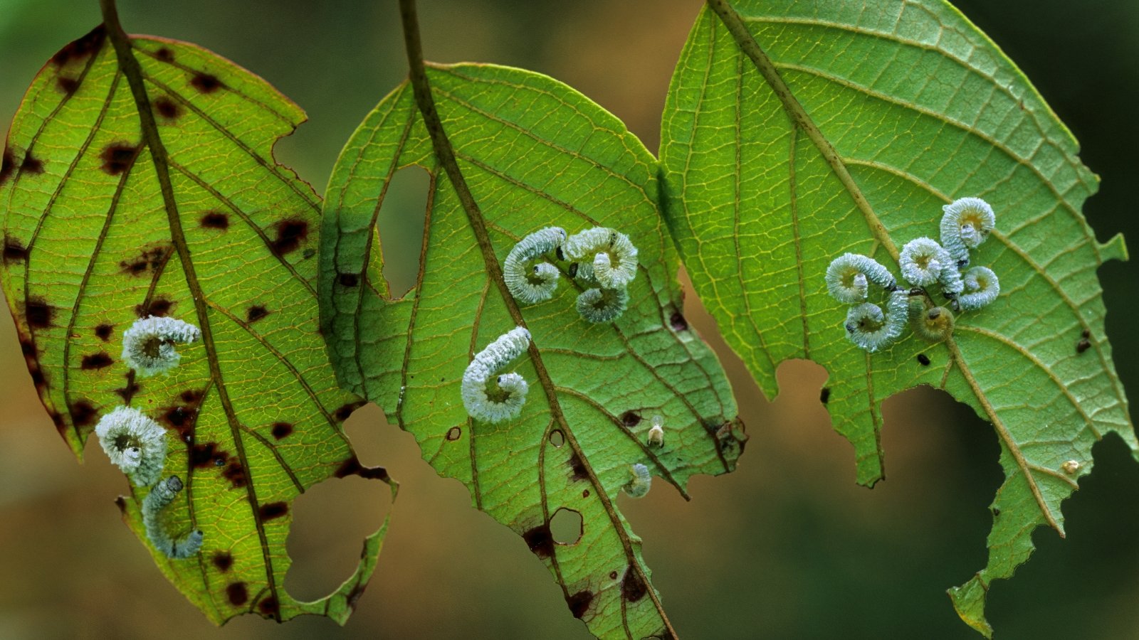 Green sawfly larvae curled on damaged leaves, feeding voraciously in a garden setting.