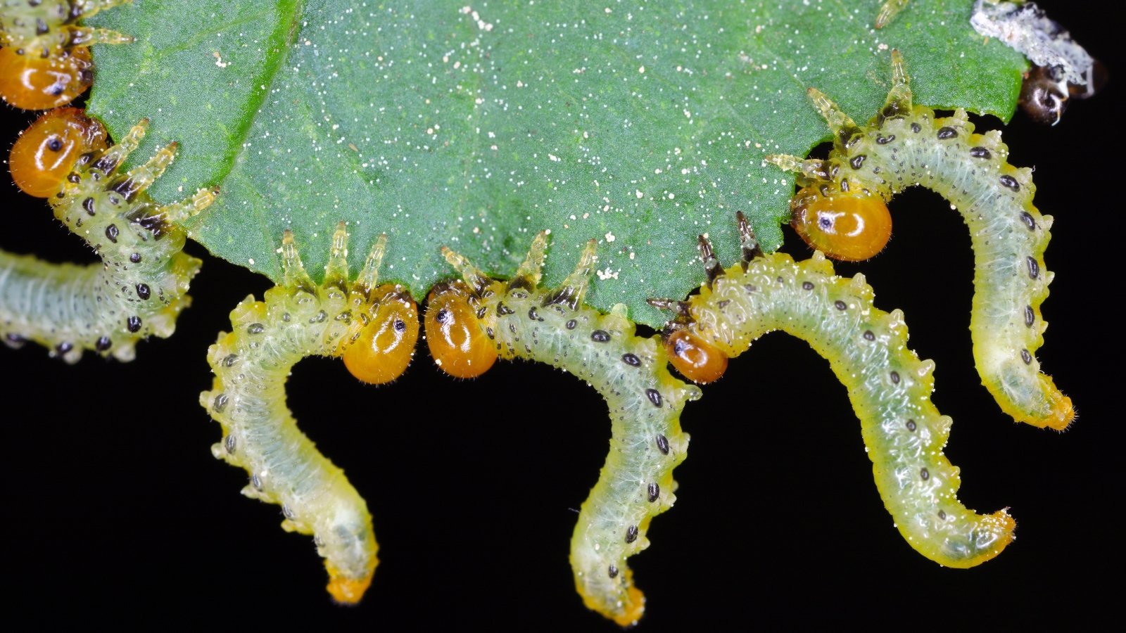 Several green sawfly larvae actively feed on a leaf, showcasing their distinctive body shapes and movement patterns.