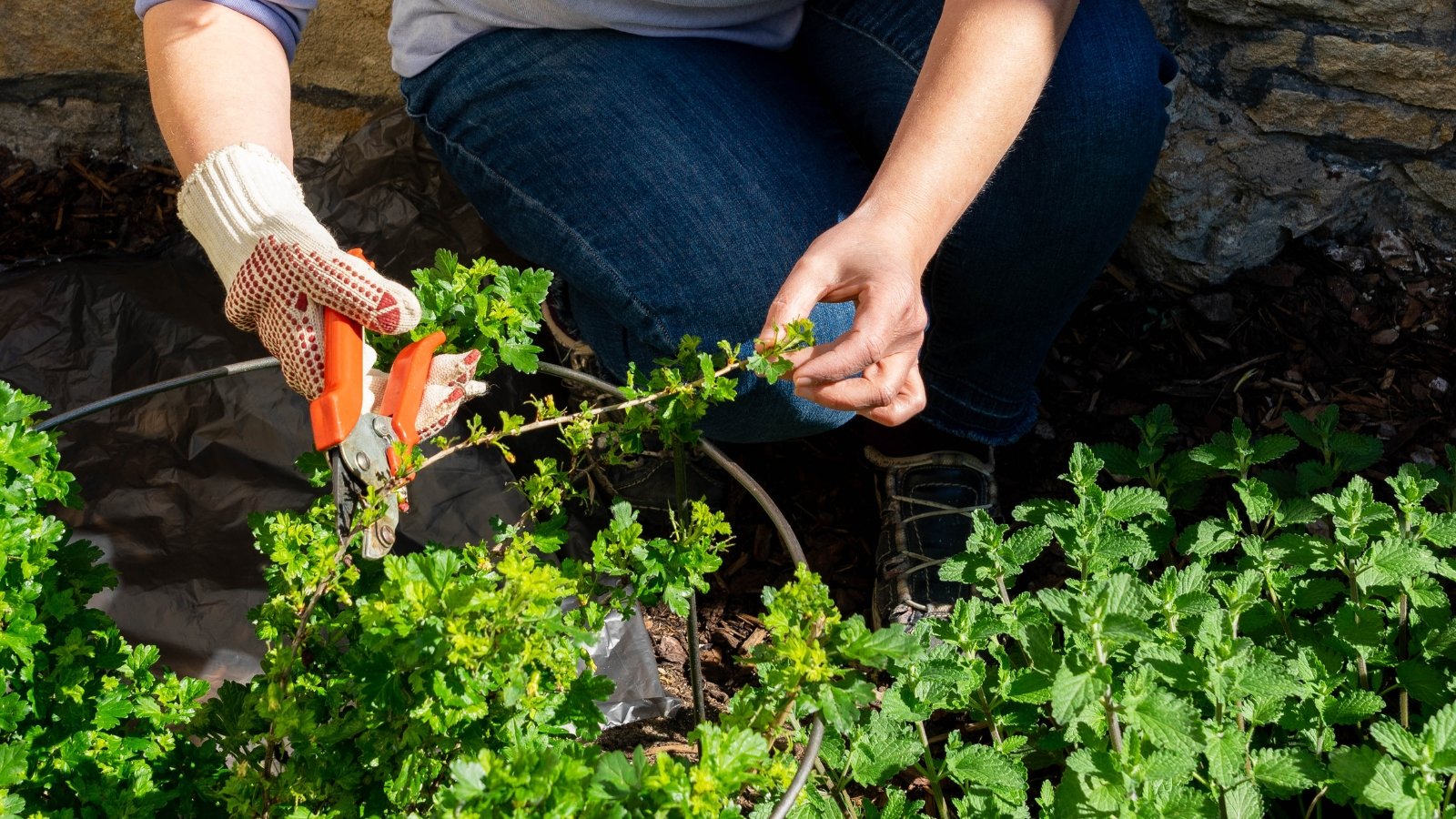 A person in blue jeans uses orange pruning shears to trim a gooseberry bush under bright sunlight.