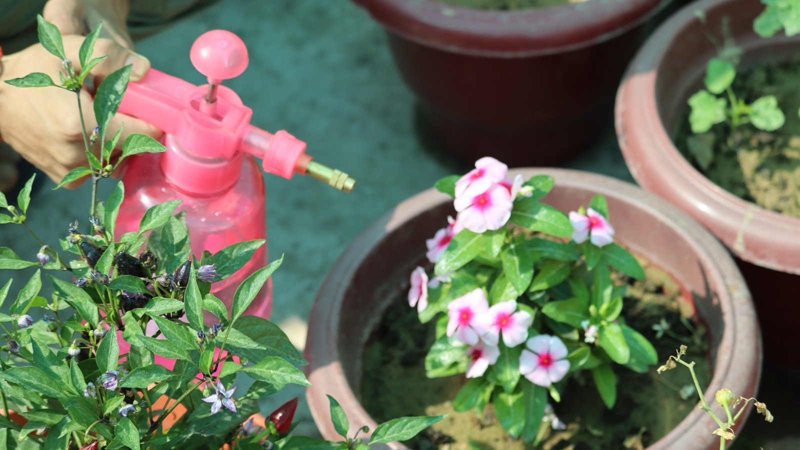 A person holds a pink plant sprayer amidst a lush collection of potted plants.