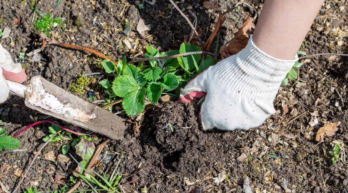 Gardener weeding the ground in a garden bed. The gardener is on their hands and knees, pulling wees from near the plants.