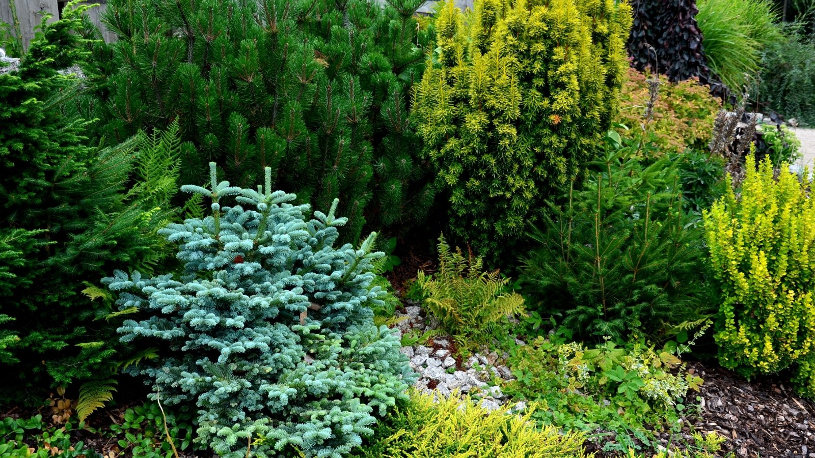 A lush, vibrant garden featuring a variety of evergreen shrubs, including dark green, blue-green, and bright yellow-green hues, with their dense, needle-like foliage arranged in soft, rounded shapes.