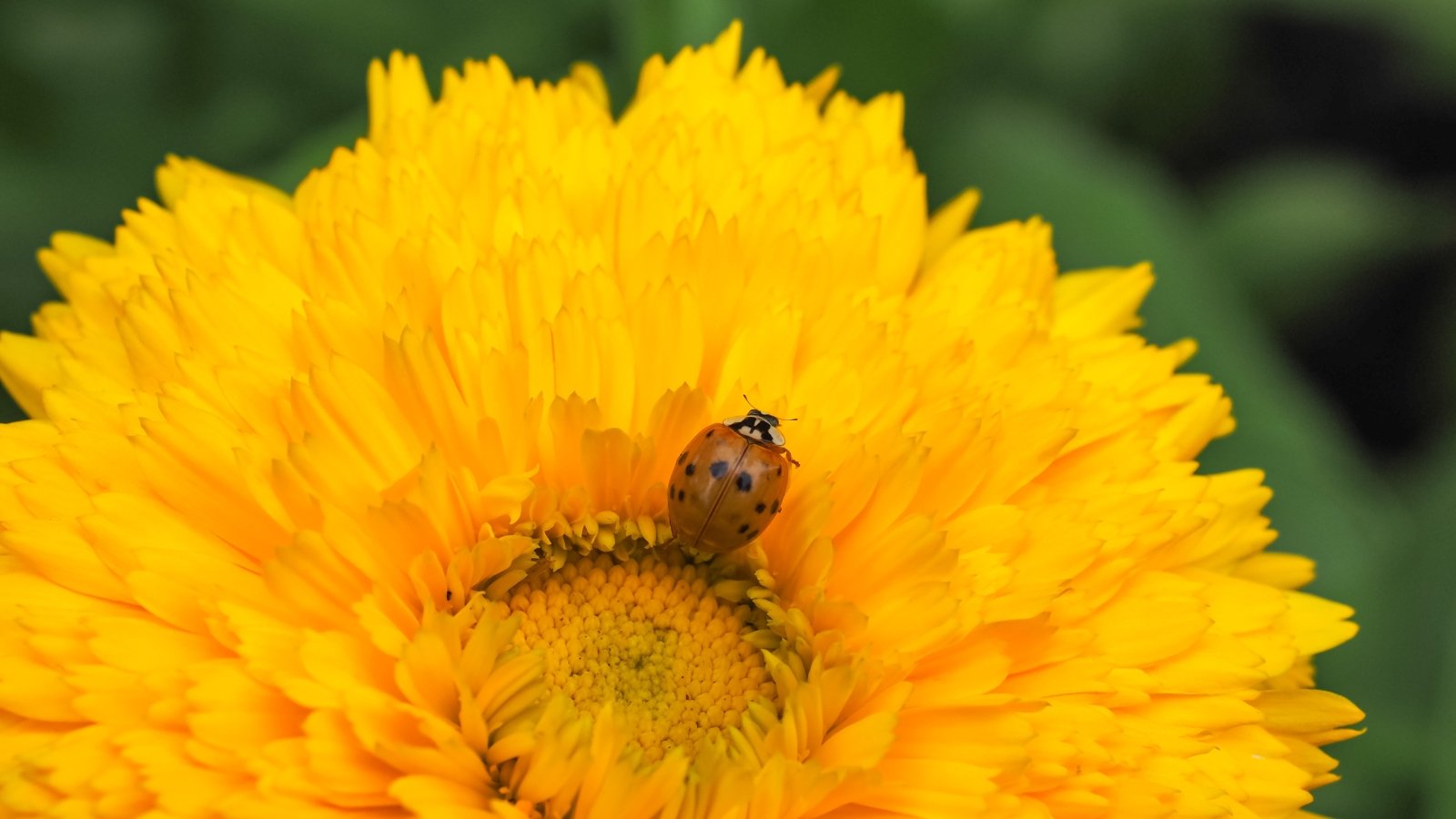 A single ladybug rests atop a bright yellow flower, its deep orange-red color contrasting sharply against the vibrant petals.