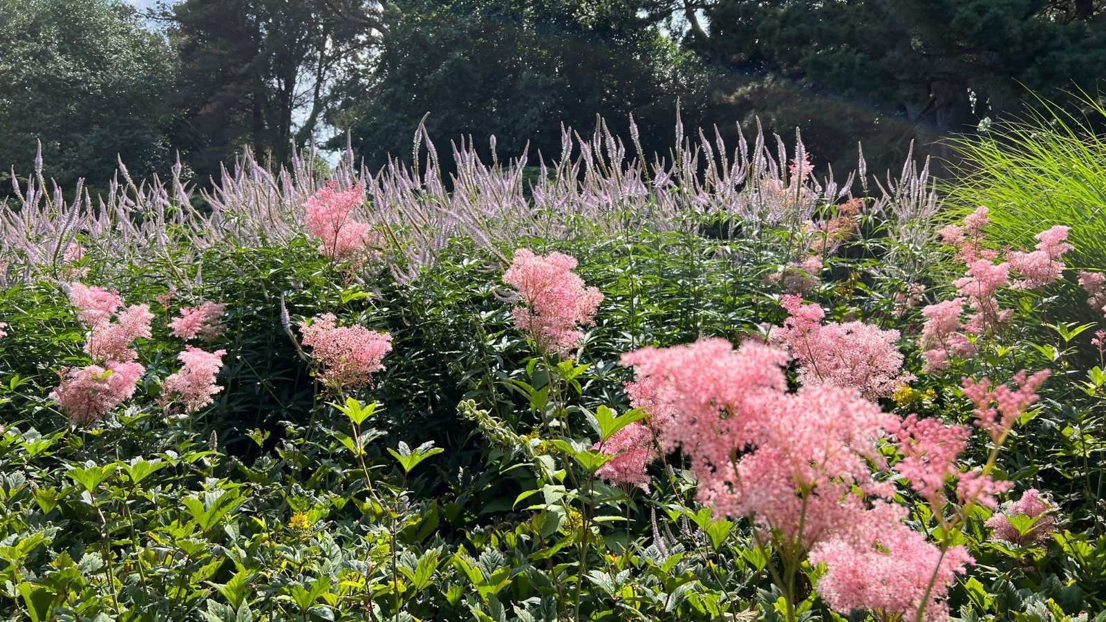 A garden filled with Filipendula rubra, their tall pink flower clusters creating a dense, fluffy texture. The flowers stand amidst green foliage, forming a natural hedge under the soft daylight.