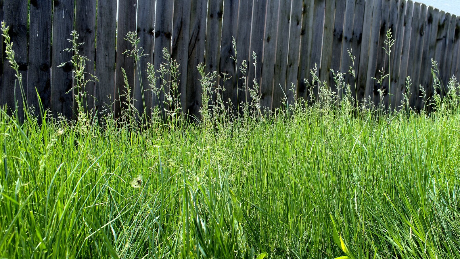 A patch of tall, untrimmed grass grows wildly along the base of a weathered wooden fence, bathed in the soft sunlight of a bright, outdoor day.