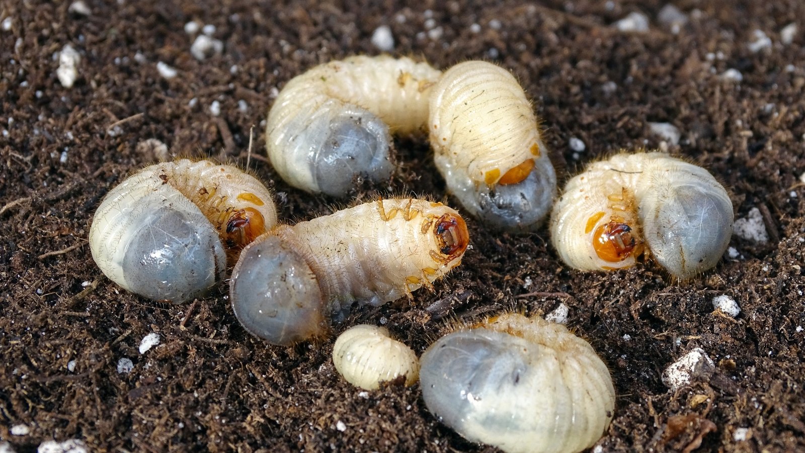 Close-up of larvae that are pale, curved, and cylindrical, featuring a glossy, smooth texture and a plump, almost fat appearance with a small, inconspicuous head.
