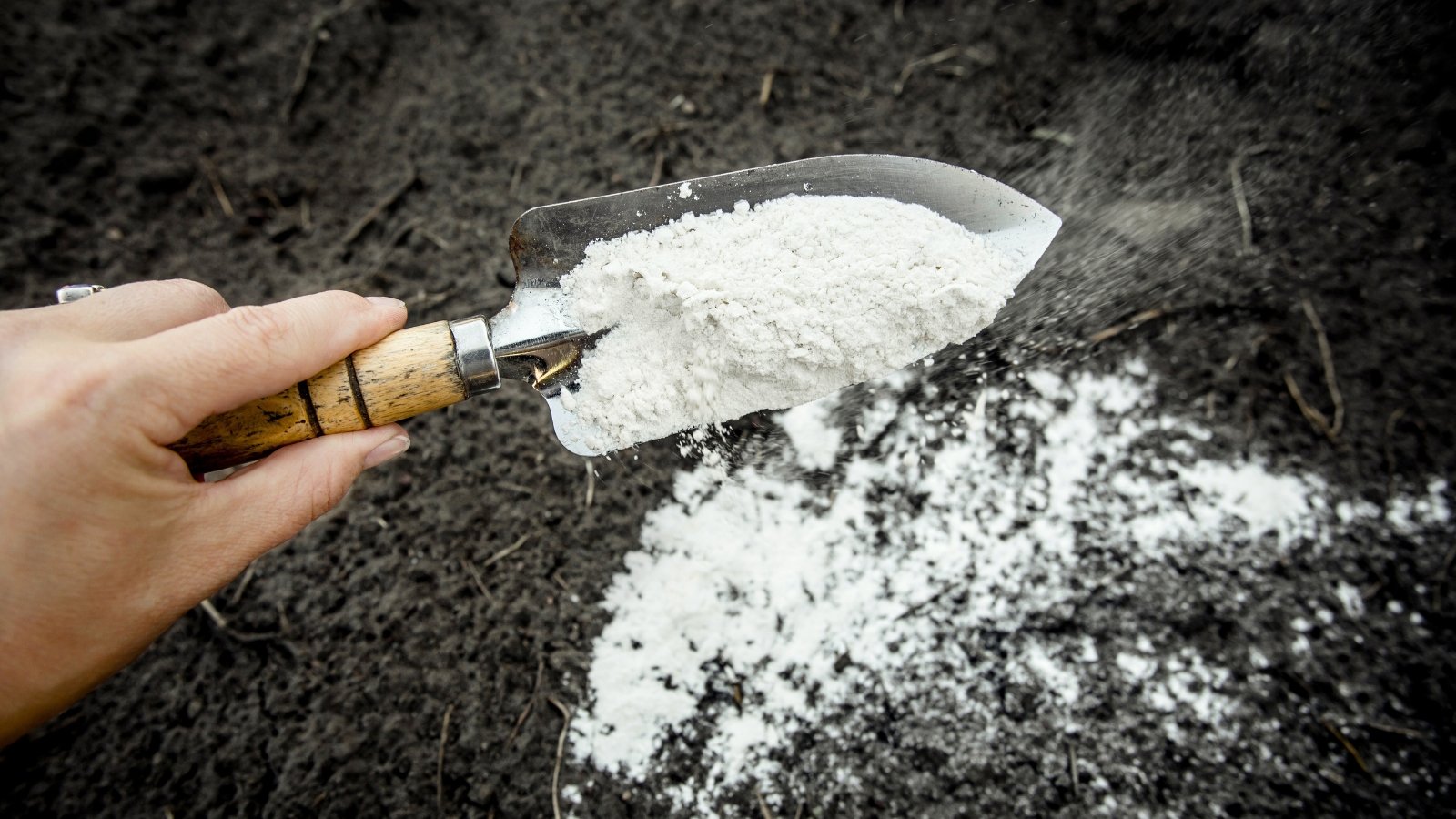 Milky spore powder is scattered from a garden trowel onto the dark, rich soil, forming a light, white layer that contrasts sharply with the black earth.
