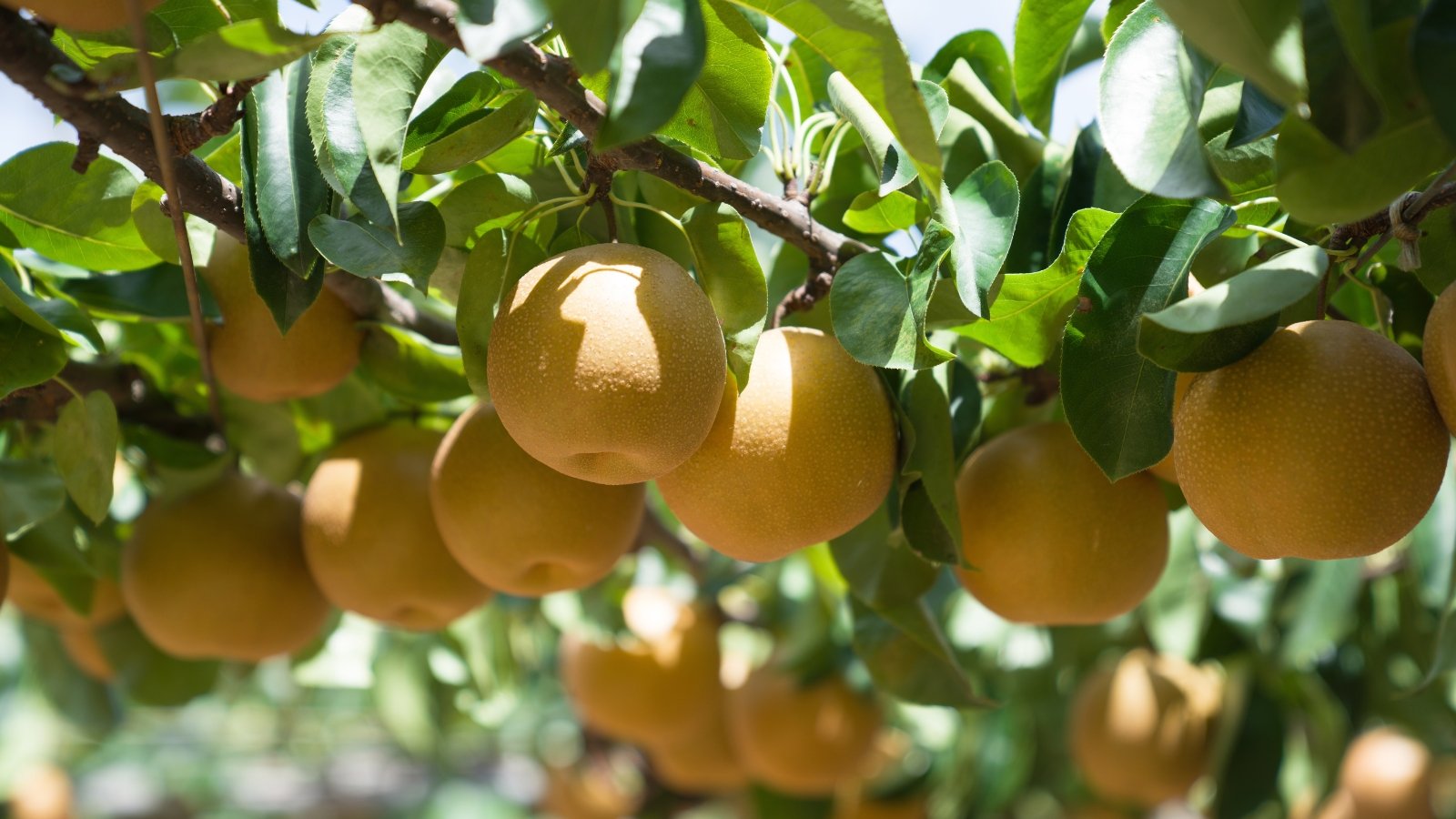 A large cluster of rounded, golden-brown fruits dangling from thin stems beneath dense, glossy green leaves, the fruits reflecting sunlight and casting small shadows among themselves.