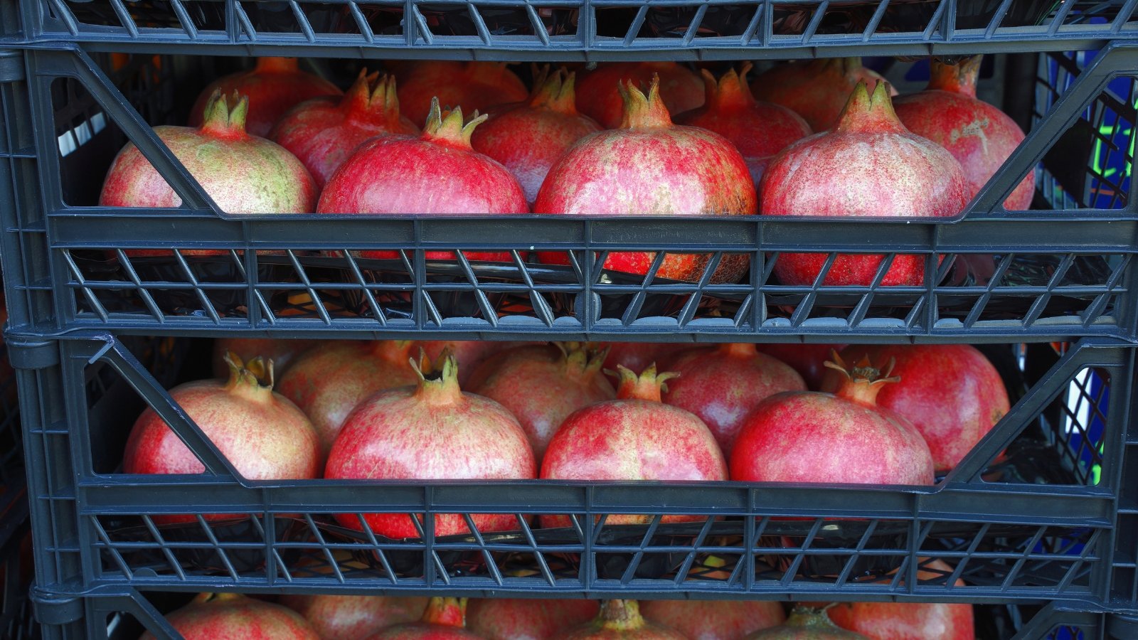 Ripe pomegranates in black plastic boxes display their round, deep red skins, some with a glossy sheen.